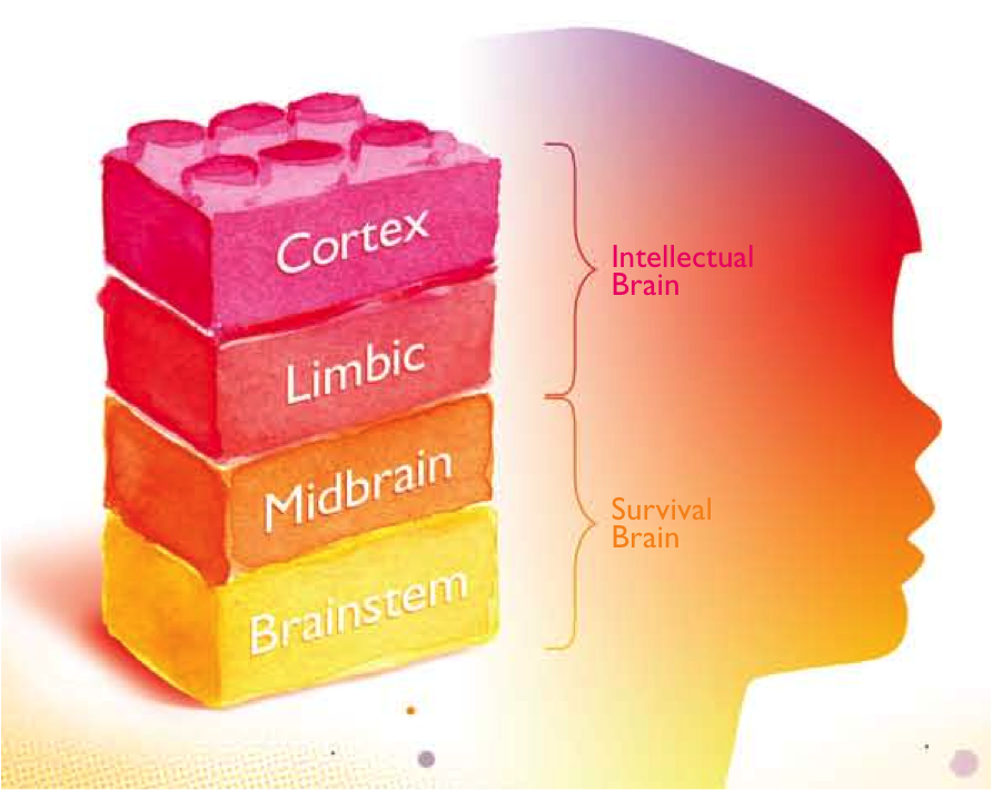 Image of Intellectual and Survival Brain Regions